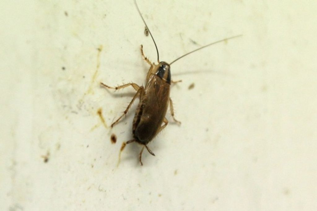From Allergies to Structural Damage: Understanding the Risks of Household Pests