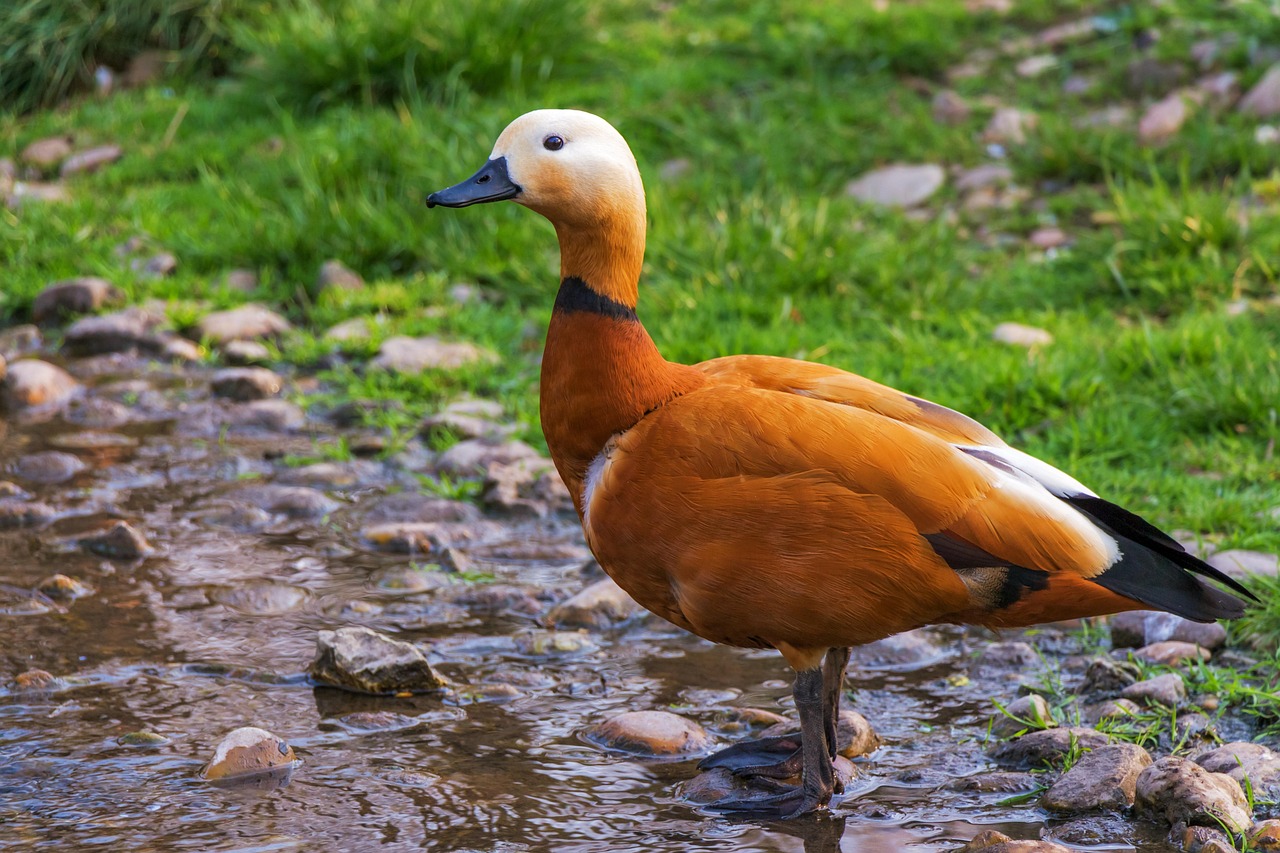 Ruddy shelduck, duck, bird — Stream NHL Games Live: Your Guide to Free Hockey Streaming