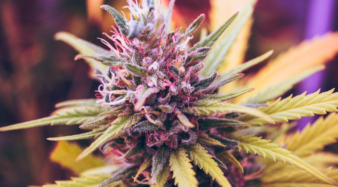 close-up of a cannabis plant with vibrant green leaves and purple accents