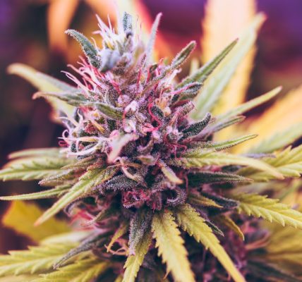 close-up of a cannabis plant with vibrant green leaves and purple accents