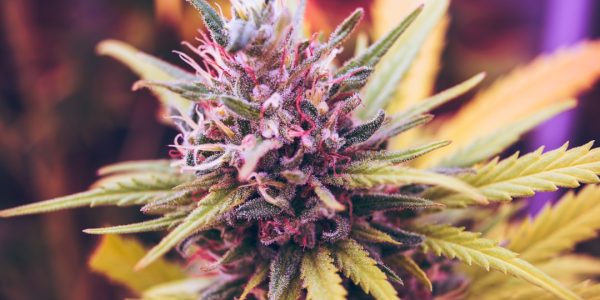 close-up of a cannabis plant with vibrant green leaves and purple accents