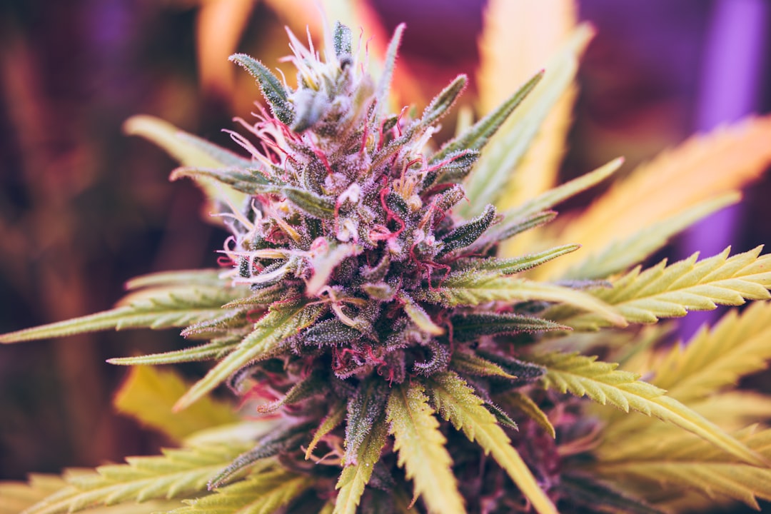 close-up of a cannabis plant with vibrant green leaves and purple accents