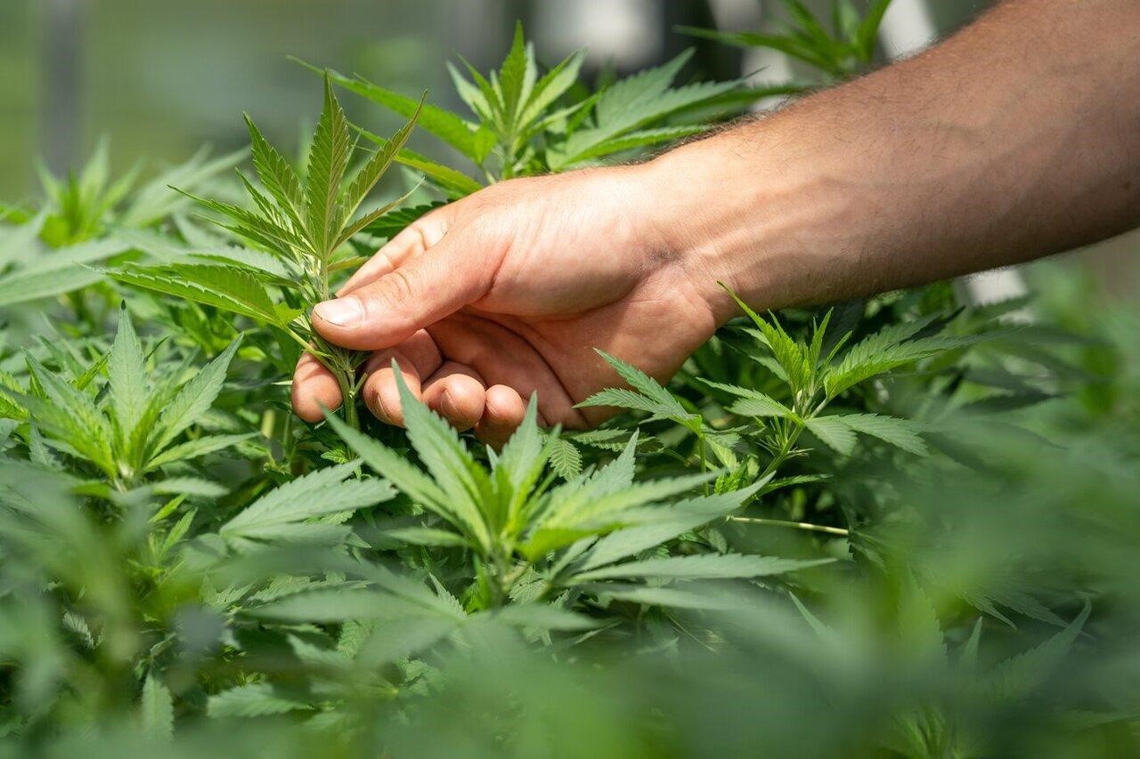 What to look for in an excellent online weed dispensary